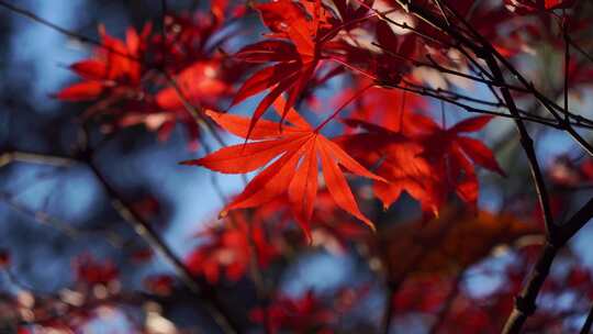 特写红枫叶自然风光