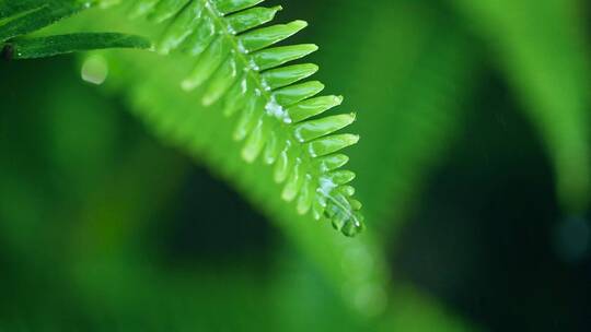 森林中绿色植物，树叶在雨中慢镜头