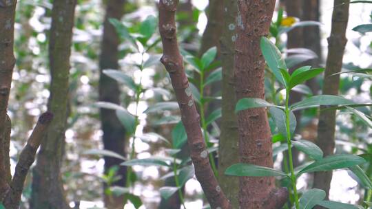 特写镜头水中生长植物绿叶红树树木