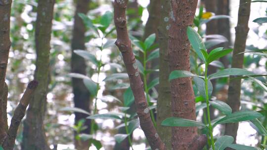特写镜头水中生长植物绿叶红树树木视频素材模板下载