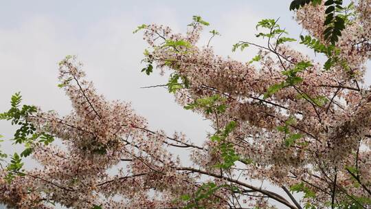 泰国樱花、花旗木