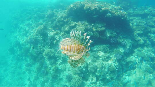 海洋珊瑚礁上游动的狮子鱼视频素材模板下载