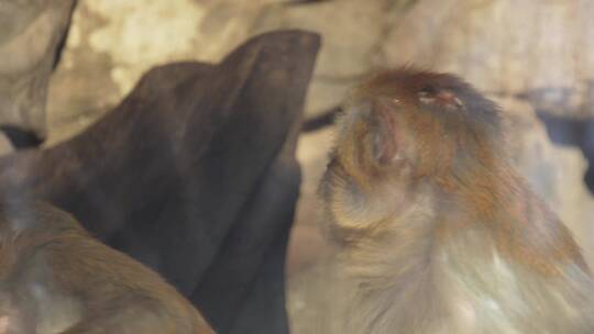 猴山猴子抱在一起取暖抓虱子