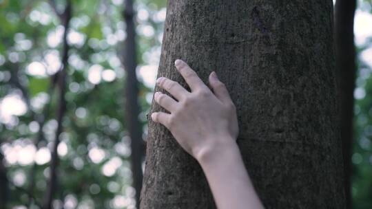 女孩手抚摸大树树干4k视频素材视频素材模板下载