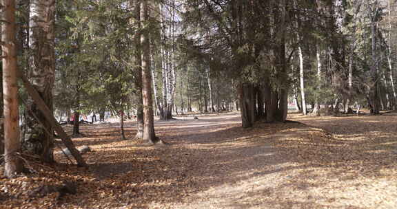 禾木喀纳斯河畔秋景