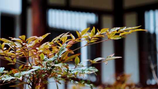 雨中树叶