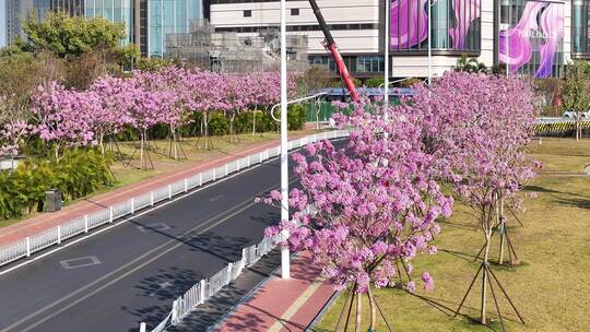 中国广东省广州市海珠区瑞宝街道紫花风铃木