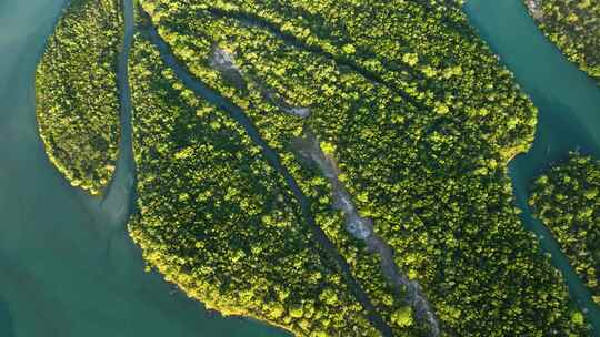 巴西亚马逊河三角洲岛屿上生长的红树林自上而下的航拍