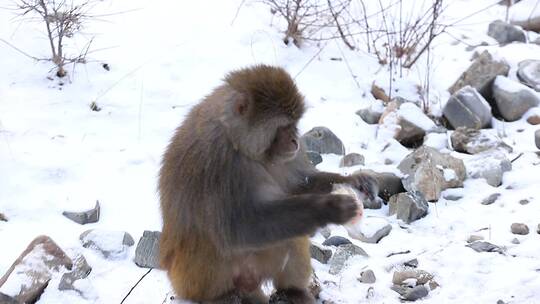 雪天猴子吃食物