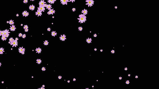 紫色菊花粒子飞舞动画