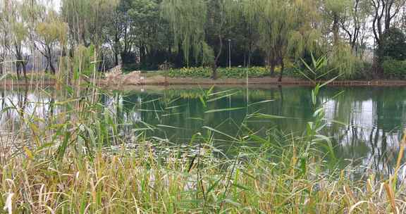 秋天苏州虎丘湿地公园生态景观