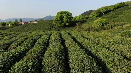 航拍龙井茶茶园