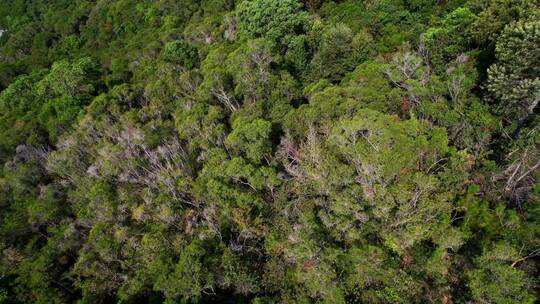 无人机航拍山间树林