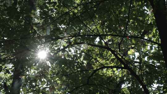 阳光透过树叶 树叶阳光 透过树叶的阳光视频素材模板下载