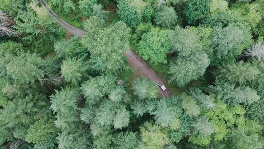 汽车通过森林道路