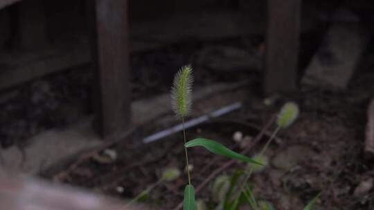 绿植 古镇 小草 上海 古建筑