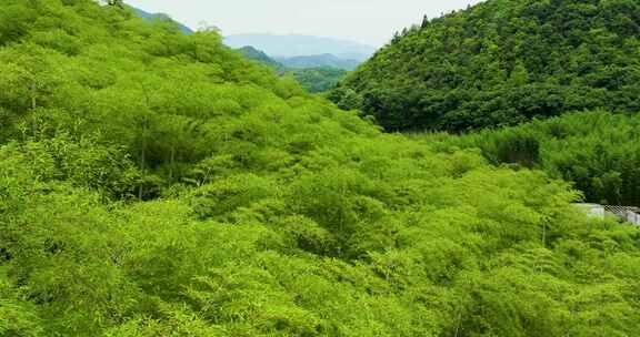 青山竹海竹山竹林竹子