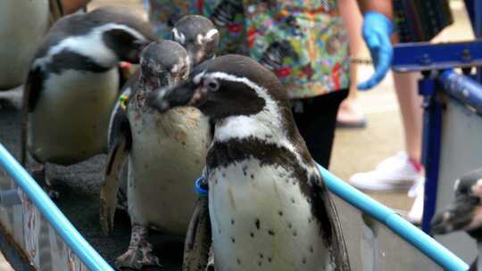 笼子里的企鹅和游客的手在泰国考丘开放动物