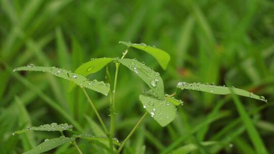 绿色植物上的雨滴视频素材模板下载