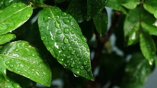 斜风细雨中腊梅树嫩叶上水珠水滴唯美视频