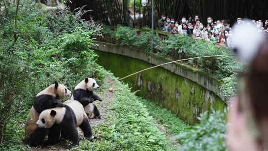 成都大熊猫基地里三只可爱的国宝熊猫吃零食视频素材模板下载
