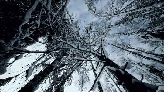 雪后森林树木景色