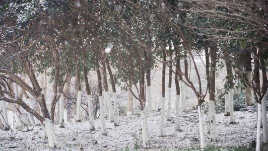 4K北方冬天雪中公园里的树木拍视频