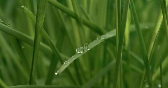 绿草-特写-雨滴-缓缓落在草地上