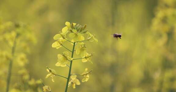 蜜蜂油菜花采蜜升格慢镜头
