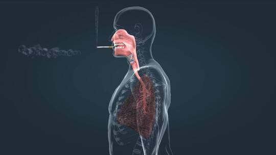 人体吸烟过程肺部感染黑肺癌肺部疾病三维