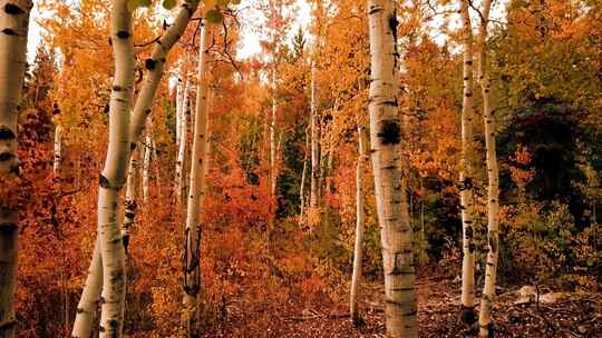 镜头推进秋天金黄色的森林