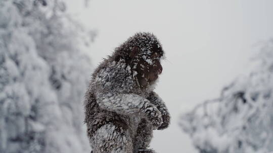 峨眉山冬天雪中的猴子特写