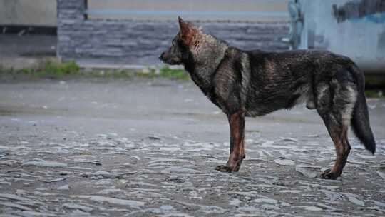 狗，德国牧羊犬，街道，站立