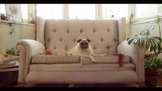哈巴狗躺在客厅玩具前的沙发上