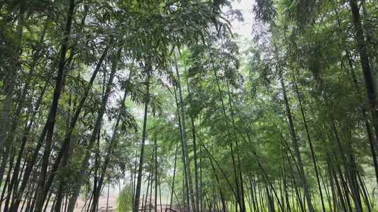 下雨天茂密的竹林枝叶繁茂生机勃勃的景象