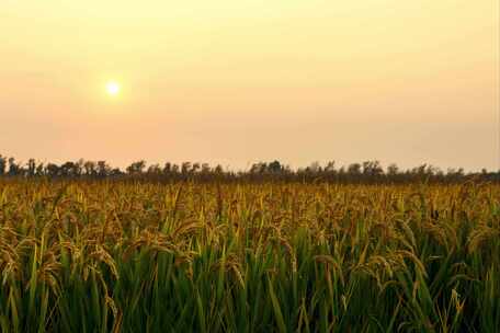 水稻稻田金黄夕阳落日