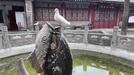鸽子白鸽喝水寺庙慢动作