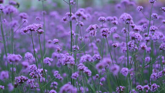 薰衣草 花海