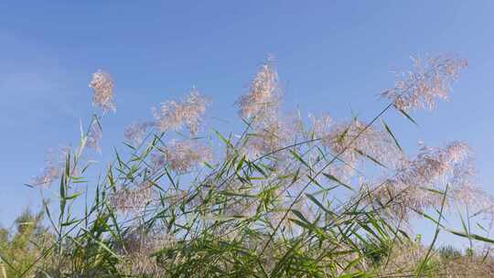 风吹芦苇