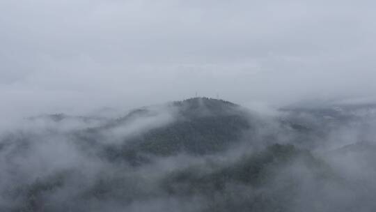 云雾森林航拍4K