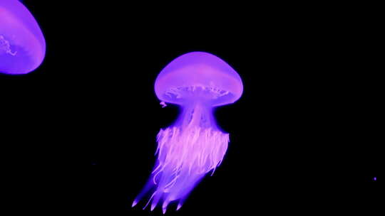 深海中美丽的发光水母