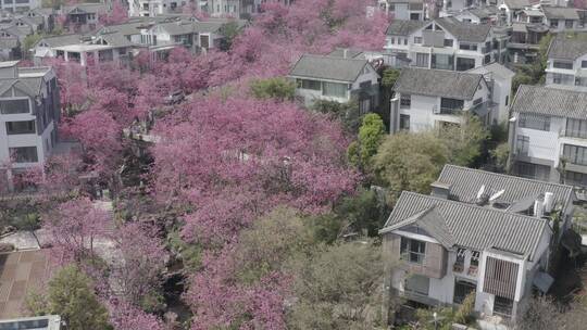 樱花云南武汉大理地产素材航拍D-log