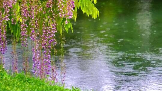紫藤花在河边盛开视频素材模板下载