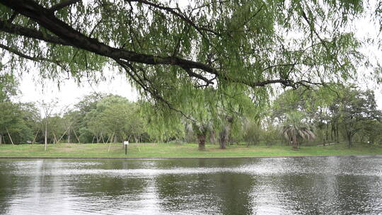 公园河边柳树