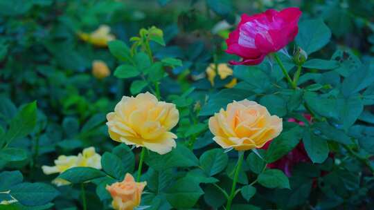 玫瑰花 月季花 花园 玫瑰园