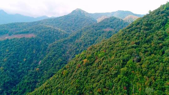 高黎贡山百花岭景区（摄影爱好者打鸟胜地）