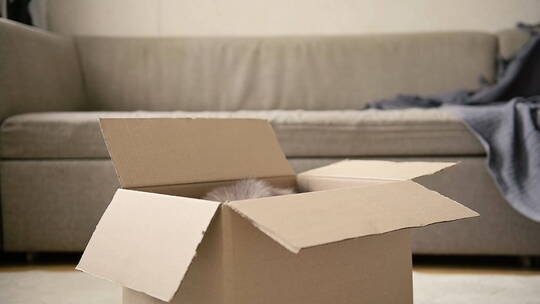 纸箱里的宠物猫咪