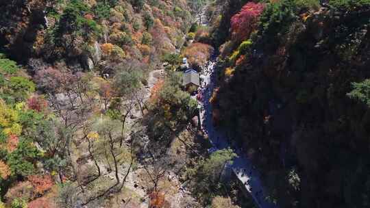 泰山对松山的秋色