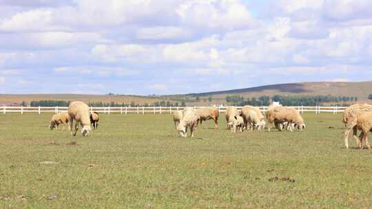 秋天的草原 羊吃草 放牧
