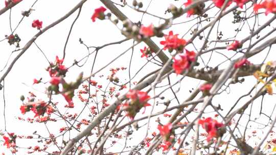 木棉花盛开实拍